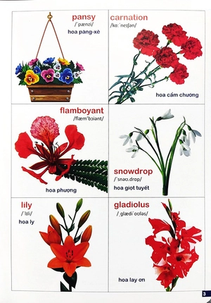 bách khoa bằng hình đầu tiên cho bé 3 - chủ đề các loài hoa, loại củ, rau củ - Ảnh 6