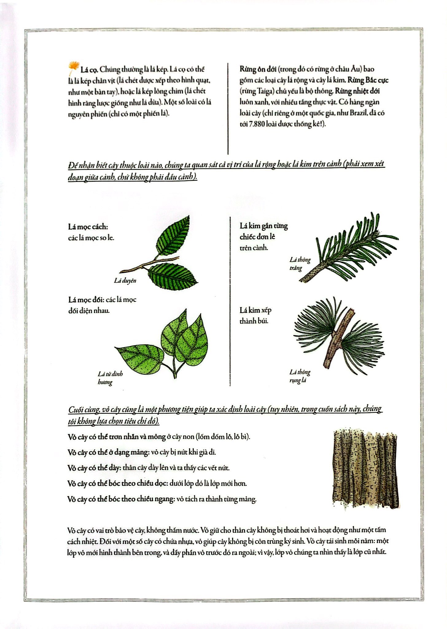 bách khoa thư cho cả nhà - thế giới cây cối bằng tranh - Ảnh 6