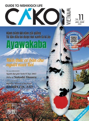 bộ cá koi - tập 11 - Ảnh 2