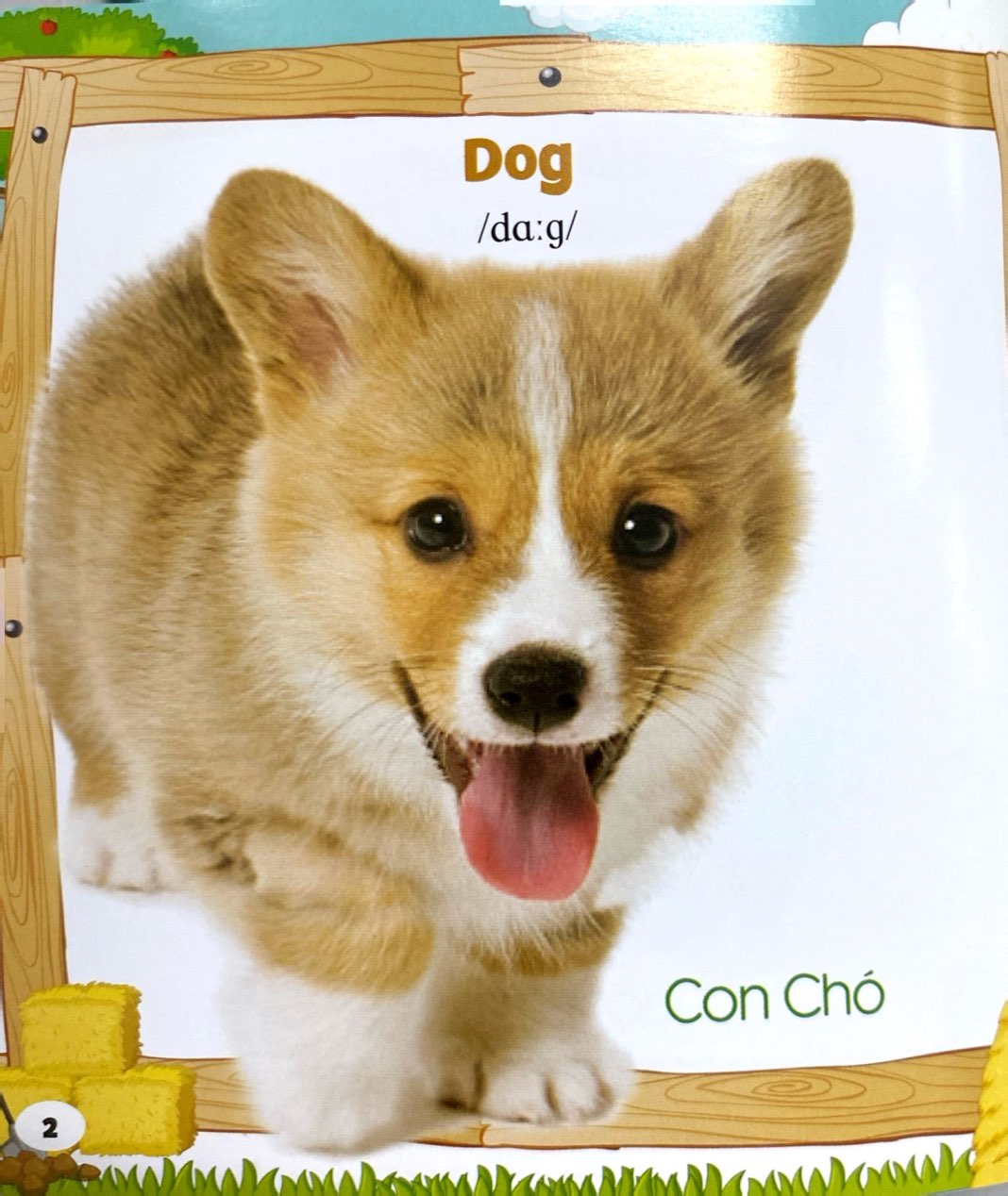 bộ sách bách khoa toàn thư cho bé (bộ 5 cuốn) - Ảnh 5