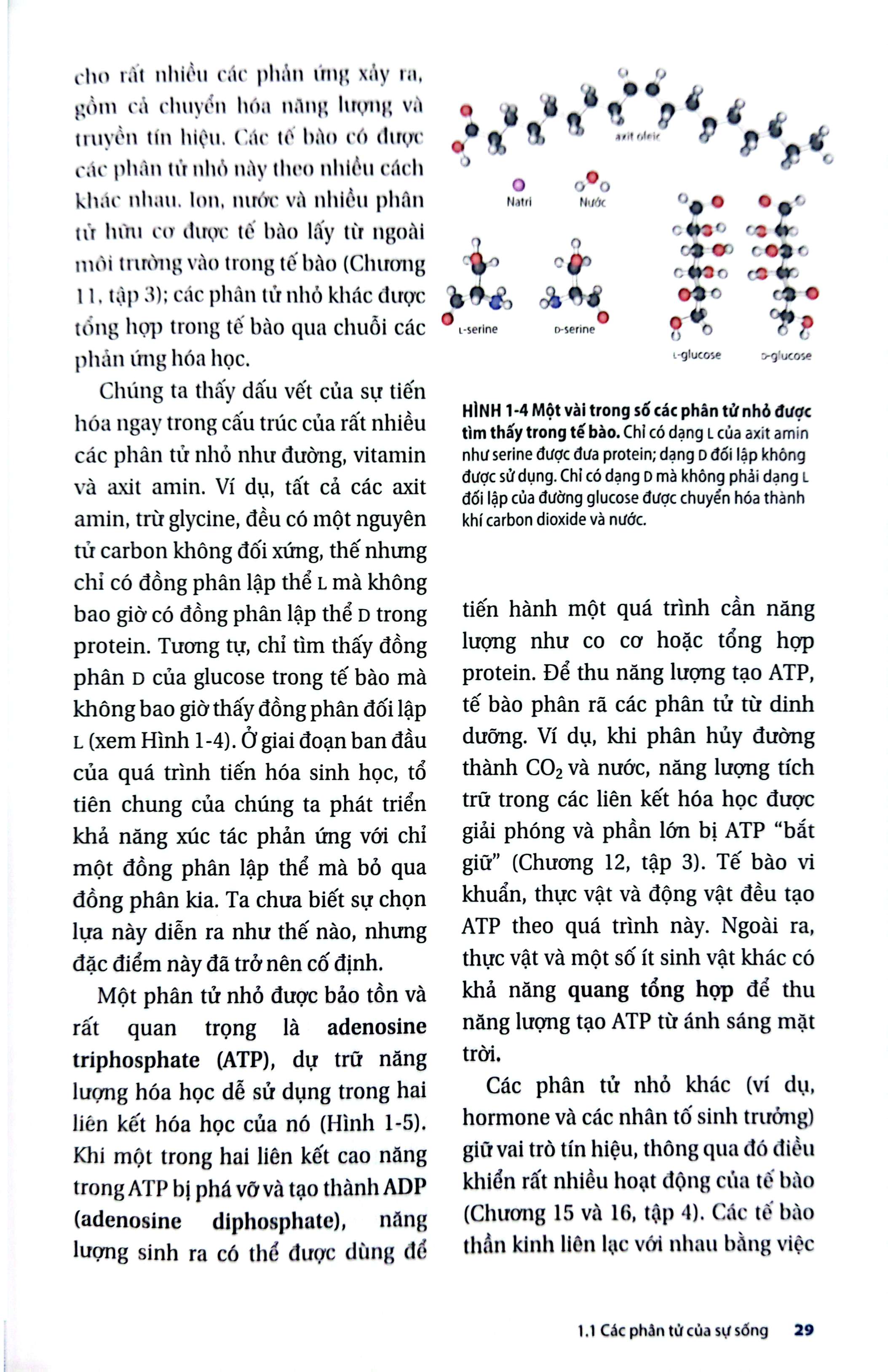 Bộ Sinh Học Phân Tử Của Tế Bào - Tập 1 - Cơ Sở Hoá Học Và Phân Tử (Tái Bản 2024) - Ảnh 10