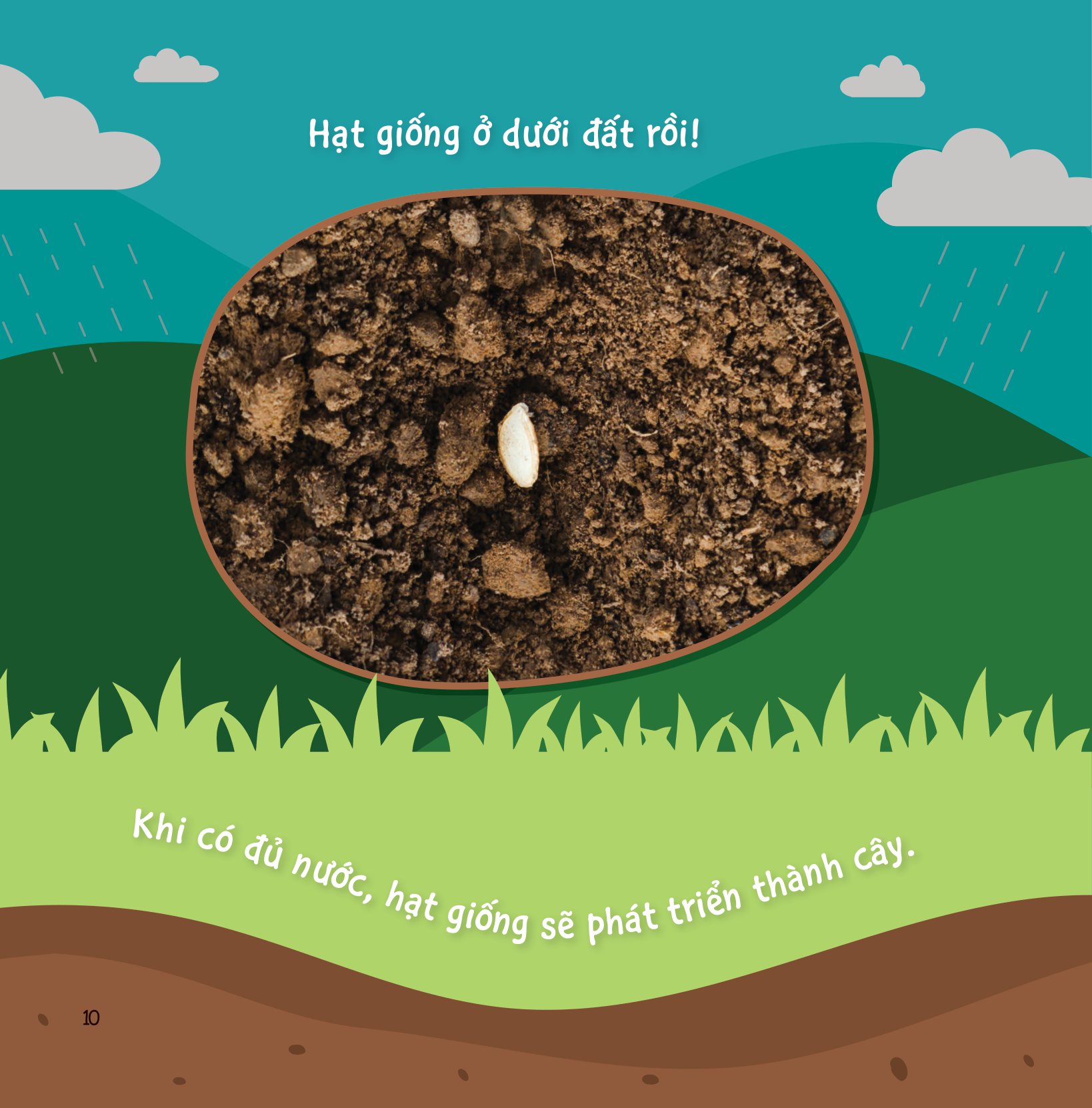 Bộ Sự Sinh Trưởng Kỳ Diệu Của Vạn Vật - Vòng Đời Của Cây - Ảnh 9