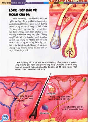 bộ thế giới những điều chưa biết (tập 5) - cơ thể người - Ảnh 12