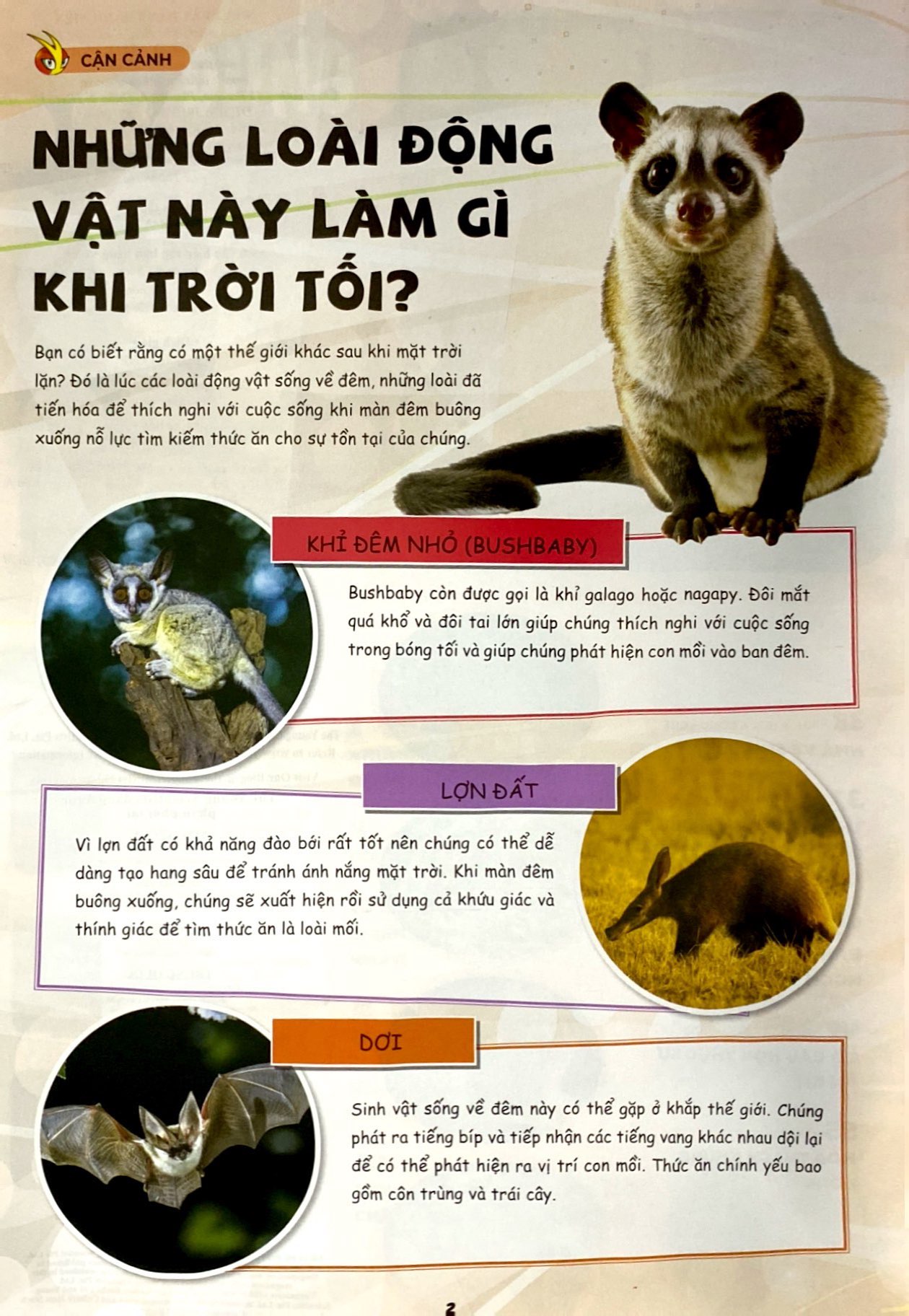 Bộ The Young Scientists - Truyện Tranh Khoa Học Cho Trẻ Em - Level 3 - Tập 12 - Con Cá Mập Xấu Xí - Ảnh 3
