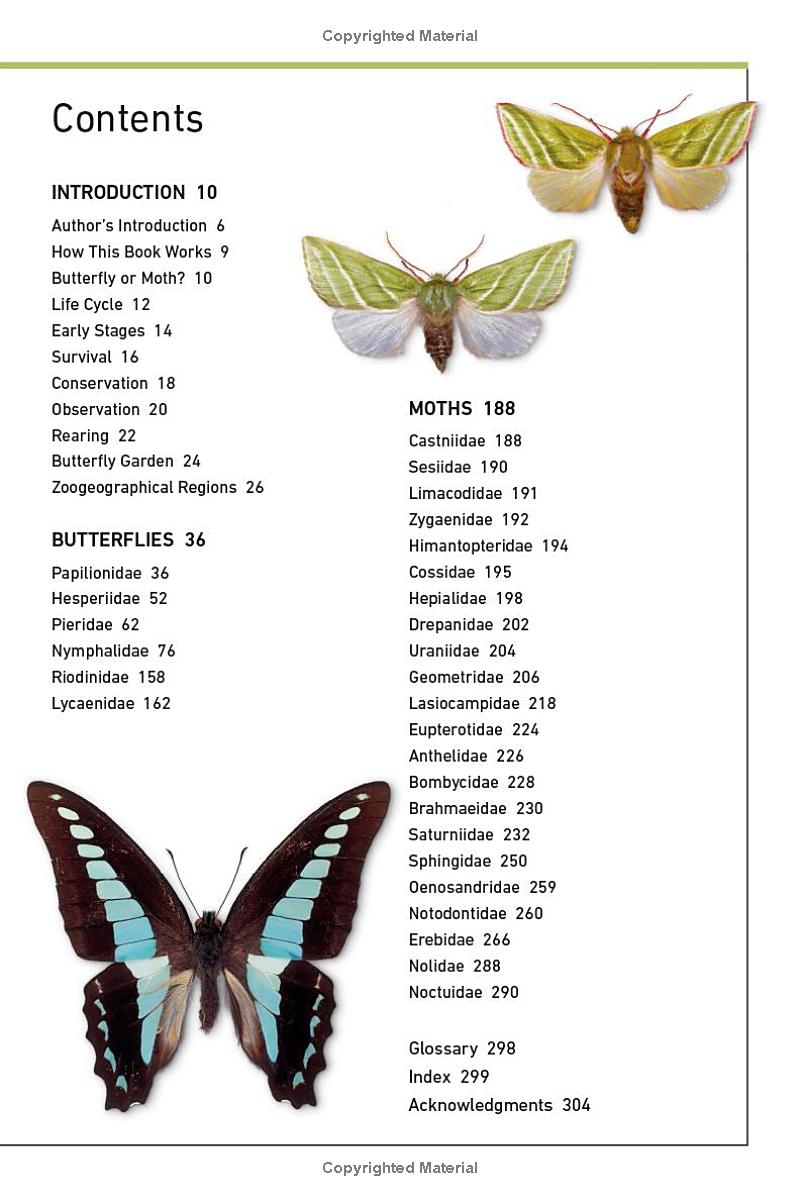 Butterflies and Moths - Ảnh 7
