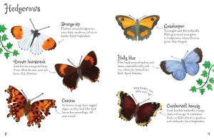 butterflies to spot - Ảnh 4