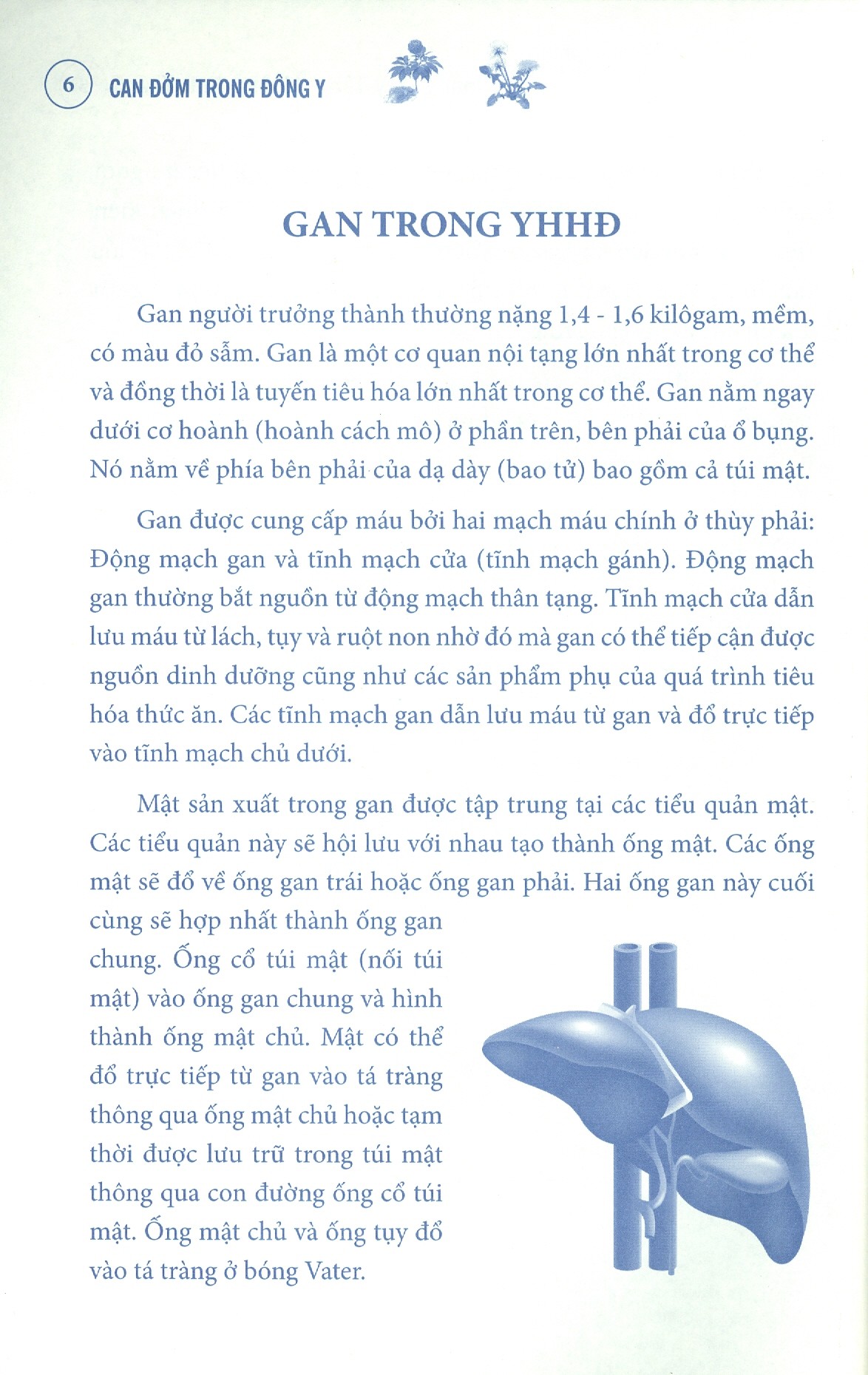 can đởm trong đông y - Ảnh 5