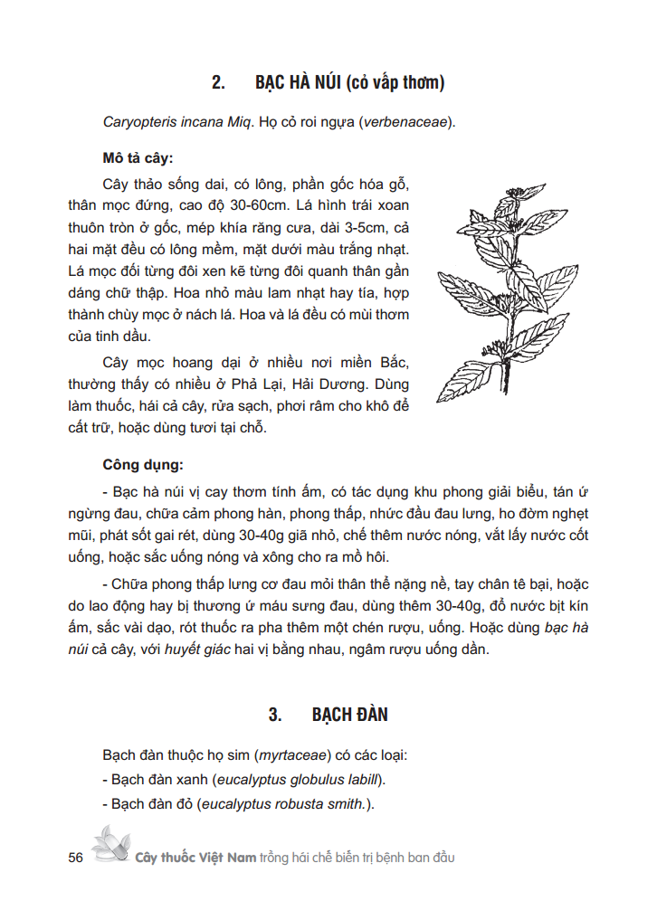 cây thuốc việt nam - trồng hái chế biến trị bệnh ban đầu (bìa cứng) - Ảnh 12