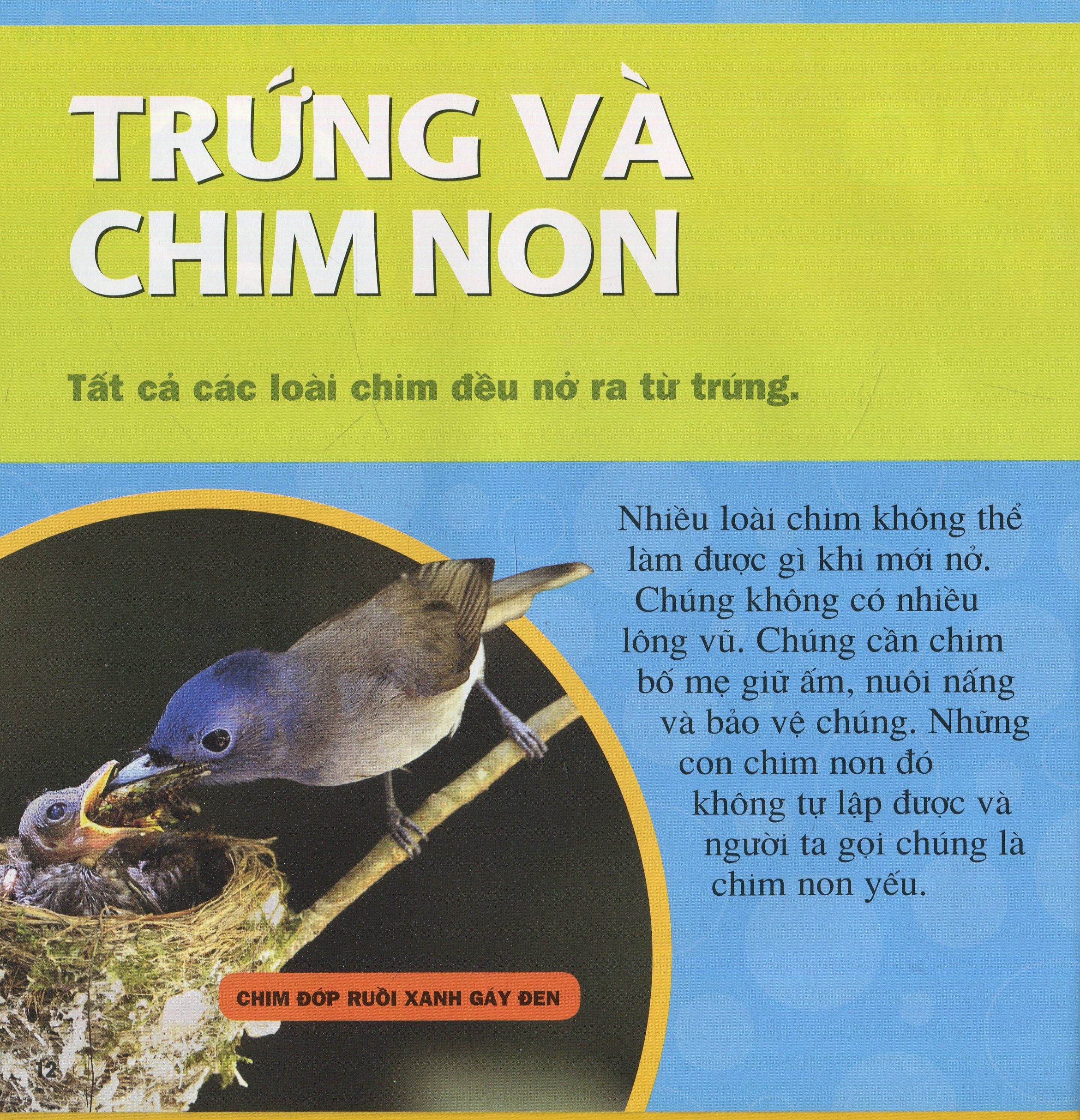 cuốn sách lớn đầu tiên của tớ - chim - bìa cứng (tái bản 2024) - Ảnh 7