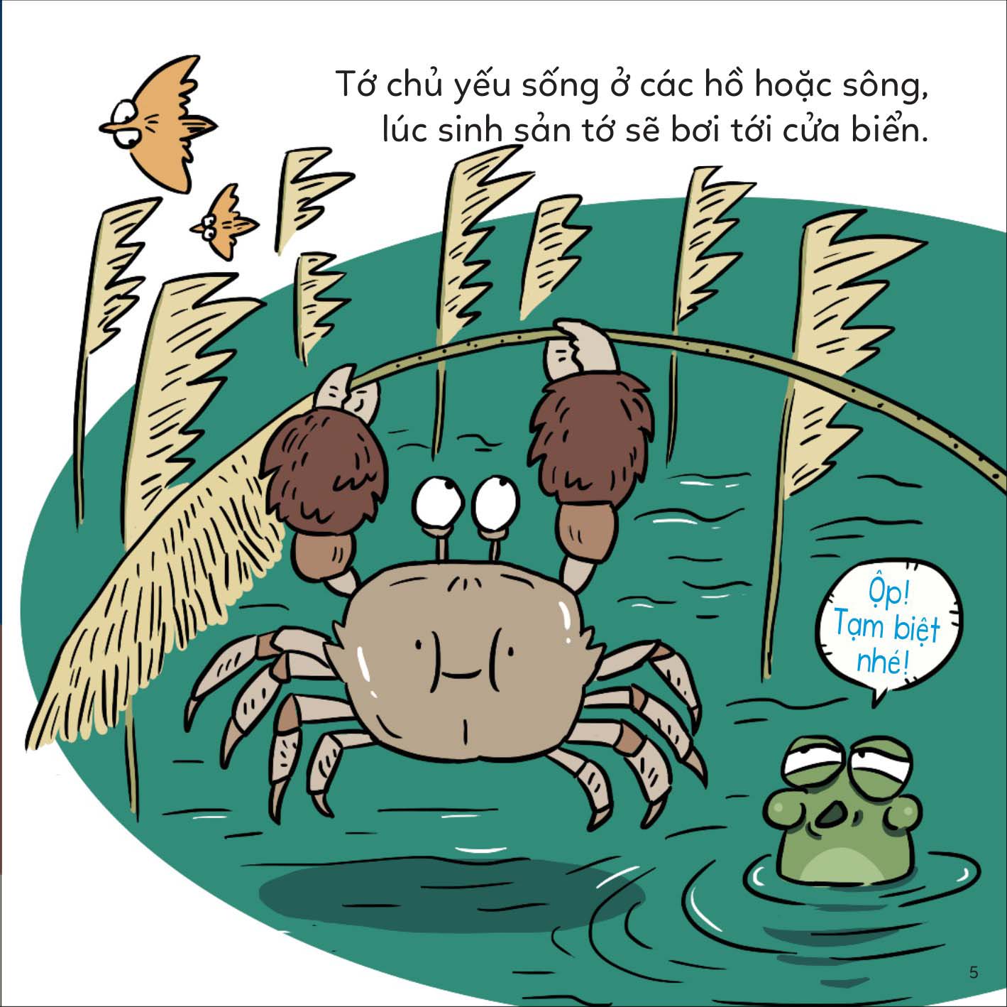 đố em phân biệt! - cua bơi và cua lông - Ảnh 5
