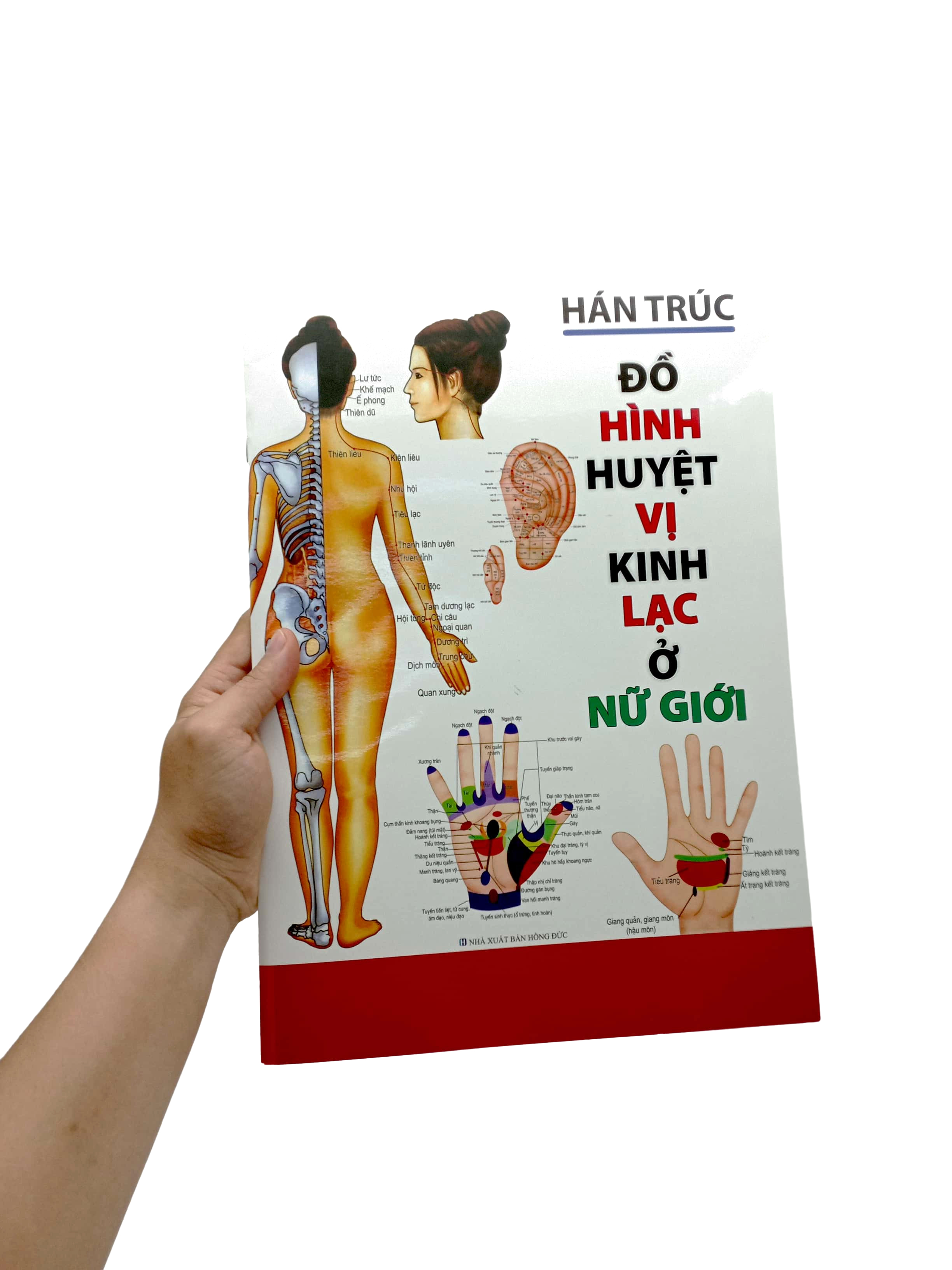 đồ hình huyệt vị kinh lạc ở nữ giới - Ảnh 8
