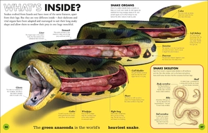 everything you need to know about snakes - and other scaly reptiles - Ảnh 3