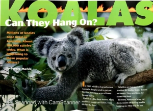 explorer books (pioneer science: animals): koalas - Ảnh 3