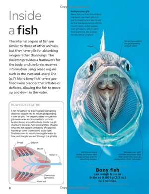 eyewitness - fish - Ảnh 3