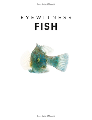 eyewitness - fish - Ảnh 6