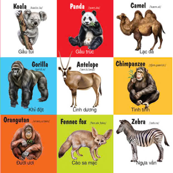 first 100 animals - 100 từ đầu tiên về các loại động vật - Ảnh 5