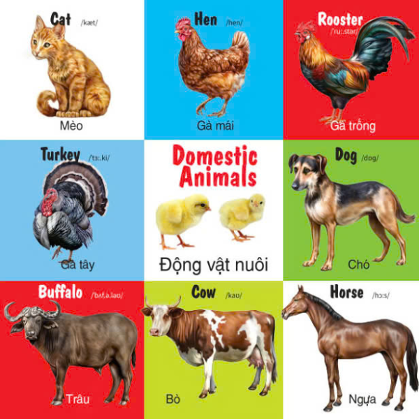 first 100 animals - 100 từ đầu tiên về các loại động vật - Ảnh 7