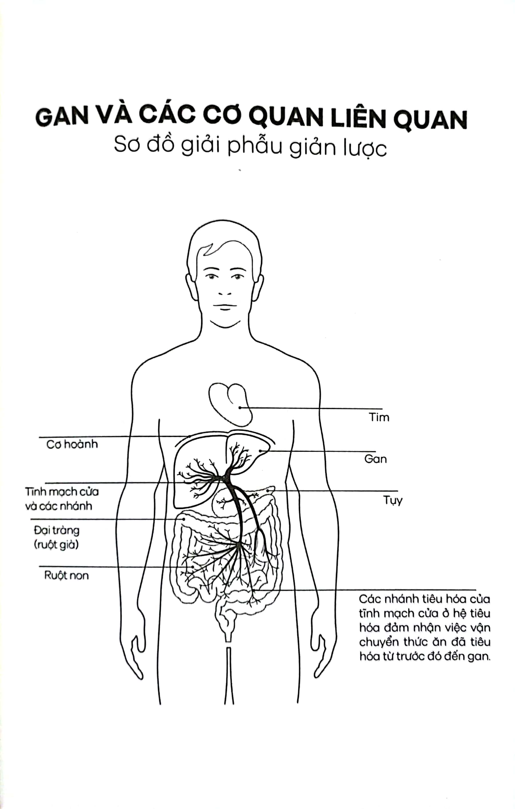gan ơi là gan - người hùng thầm lặng trong cơ thể giúp chúng ta sống lâu và khỏe mạnh - Ảnh 3