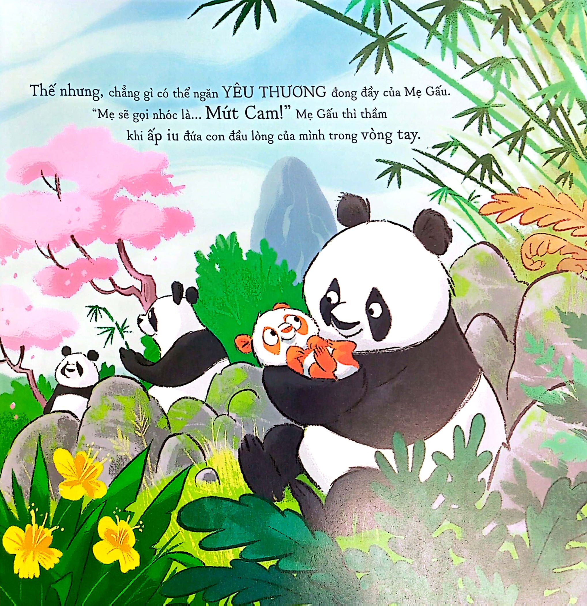 gấu trúc mứt cam - Ảnh 4