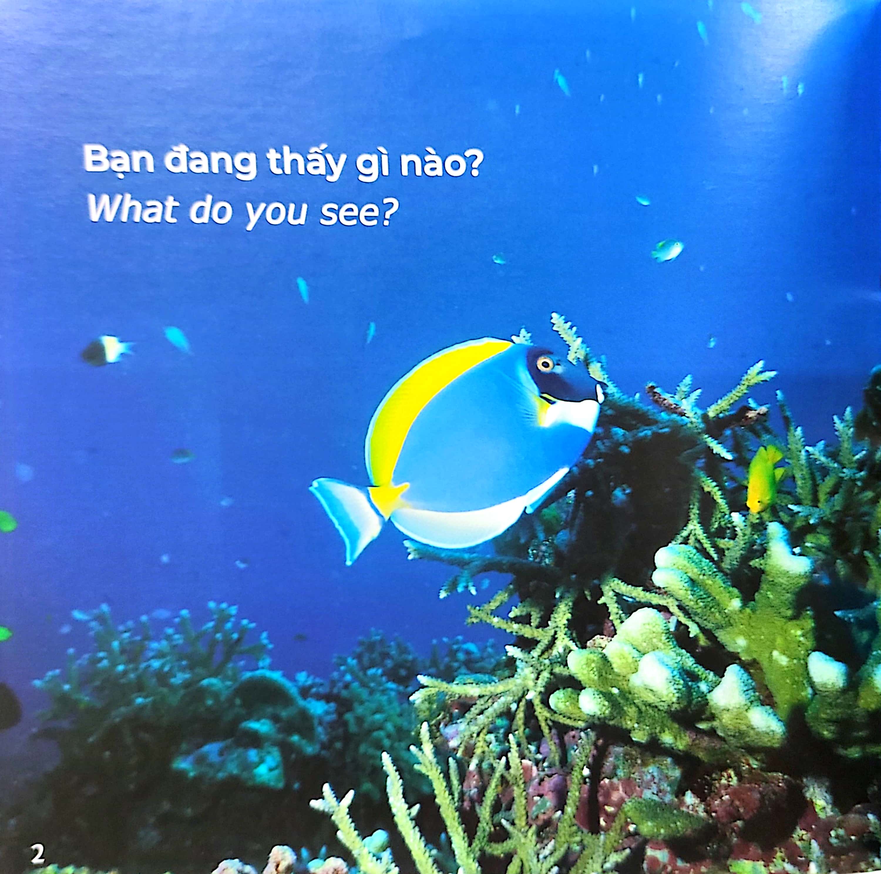 gõ cửa thiên nhiên - bài ca biển cả - học đếm - the song from the sea - Ảnh 3