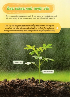 học vui hiểu rộng biết nhiều - cây cối diệu kì - Ảnh 30