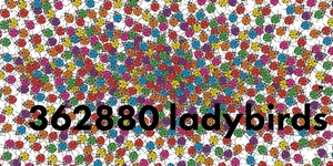 how much does a ladybird weigh? - Ảnh 7