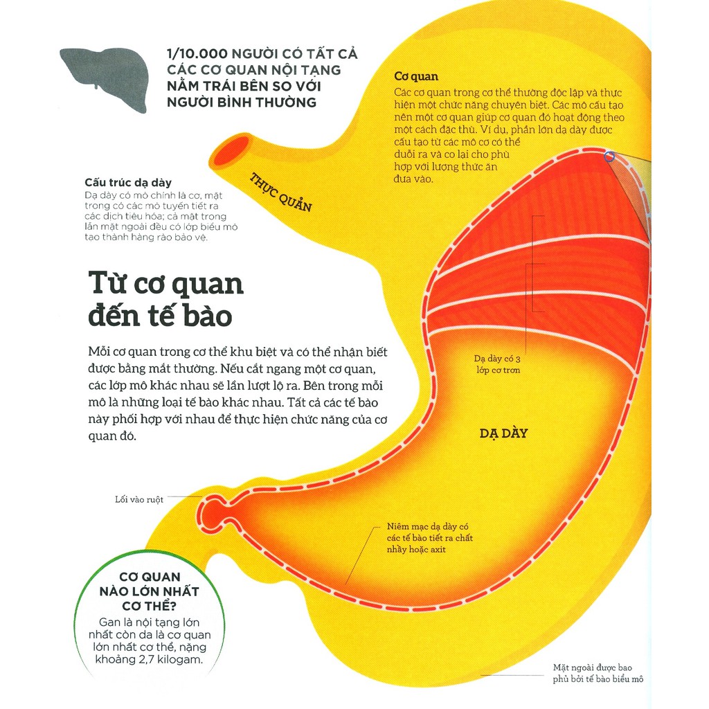 how the body works - hiểu hết về cơ thể - Ảnh 12