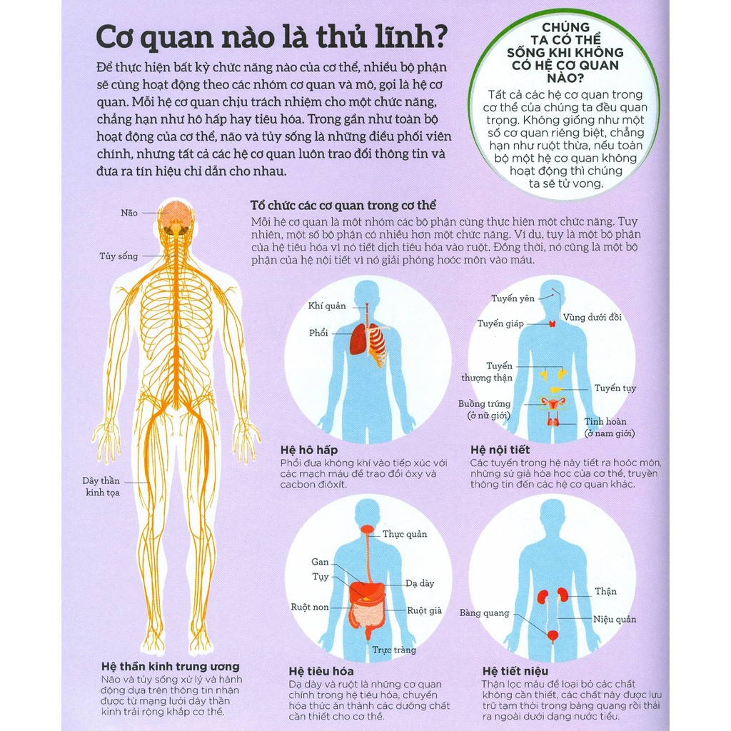 how the body works - hiểu hết về cơ thể - Ảnh 8