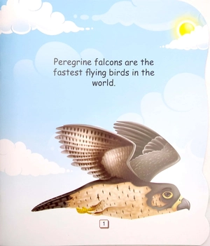 i am a peregrine falcon... the fastest bird in the world - Ảnh 3