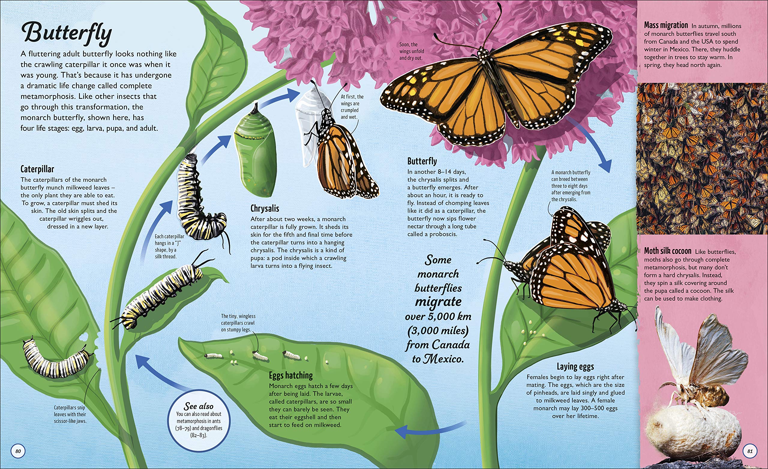 life cycles: everything from start to finish - Ảnh 4