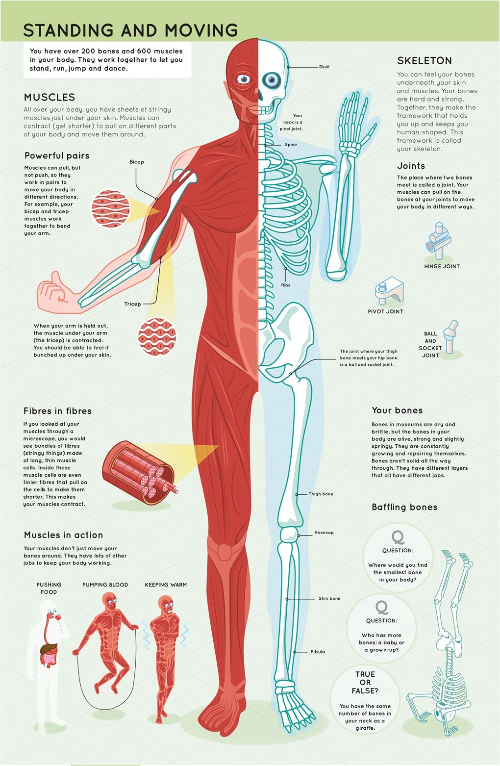 lift the flaps: human body (discovery lift the flaps) - Ảnh 2