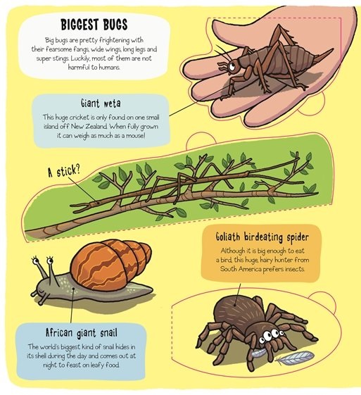 little explorers - bugs - Ảnh 3