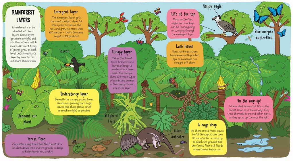 little explorers - in the rainfore - Ảnh 4