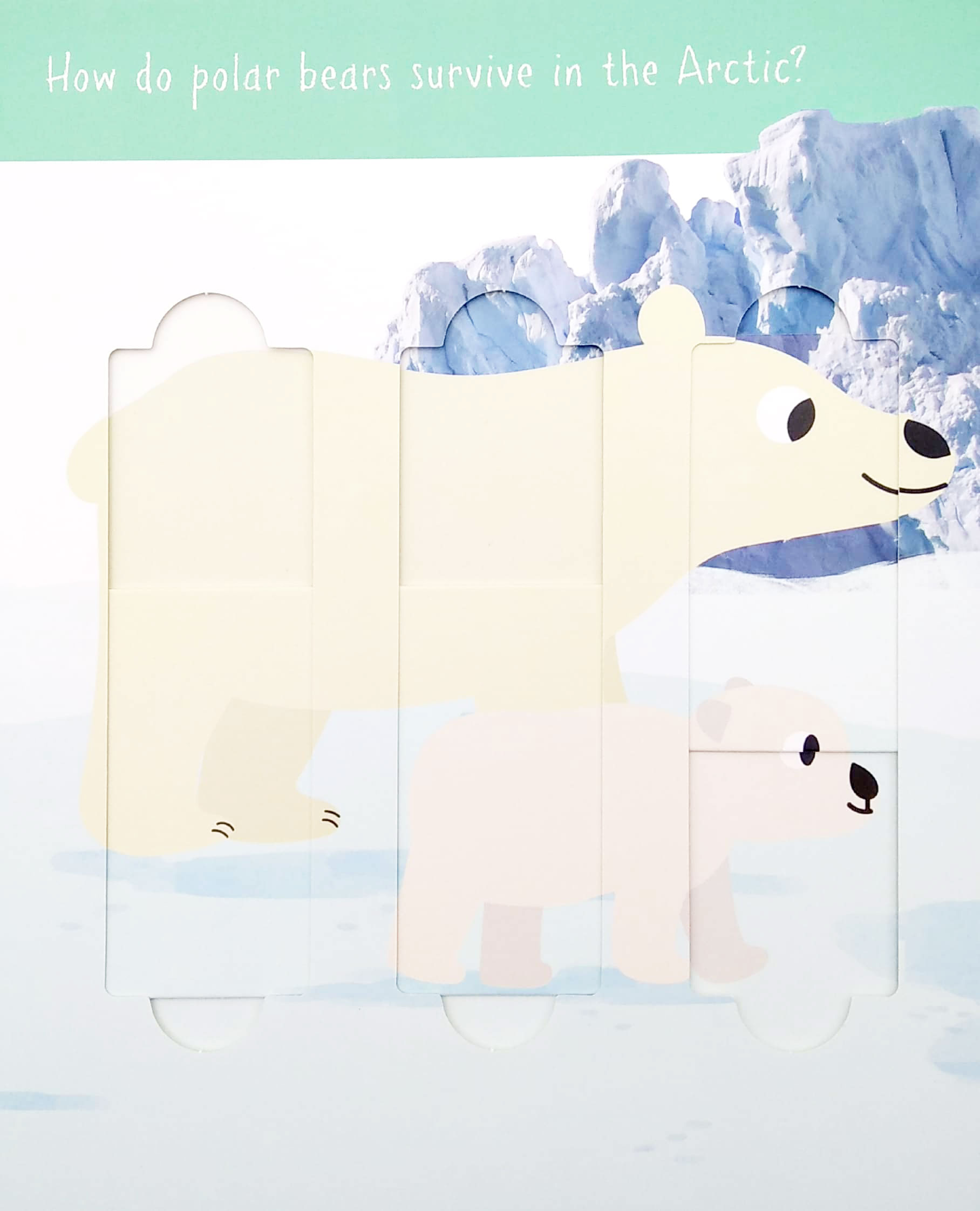 little wonders: polar animals - 5 puzzles - Ảnh 4