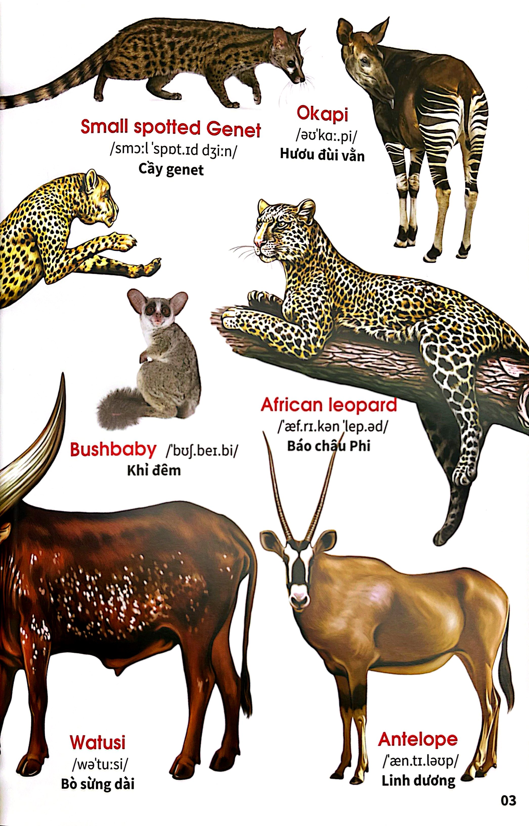 My First Book Of Animals - Thế Giới Động Vật - Ảnh 5