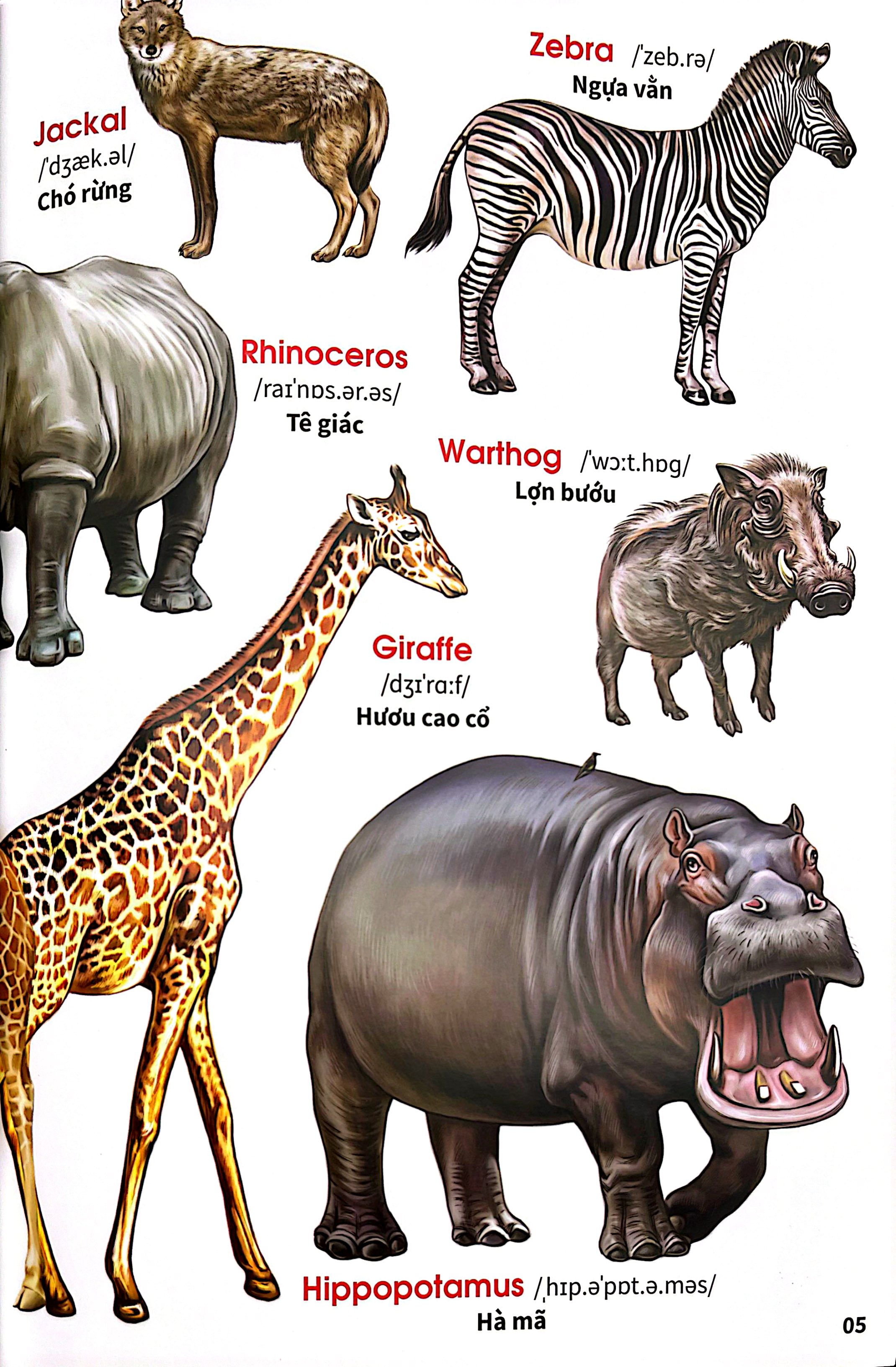 My First Book Of Animals - Thế Giới Động Vật - Ảnh 7
