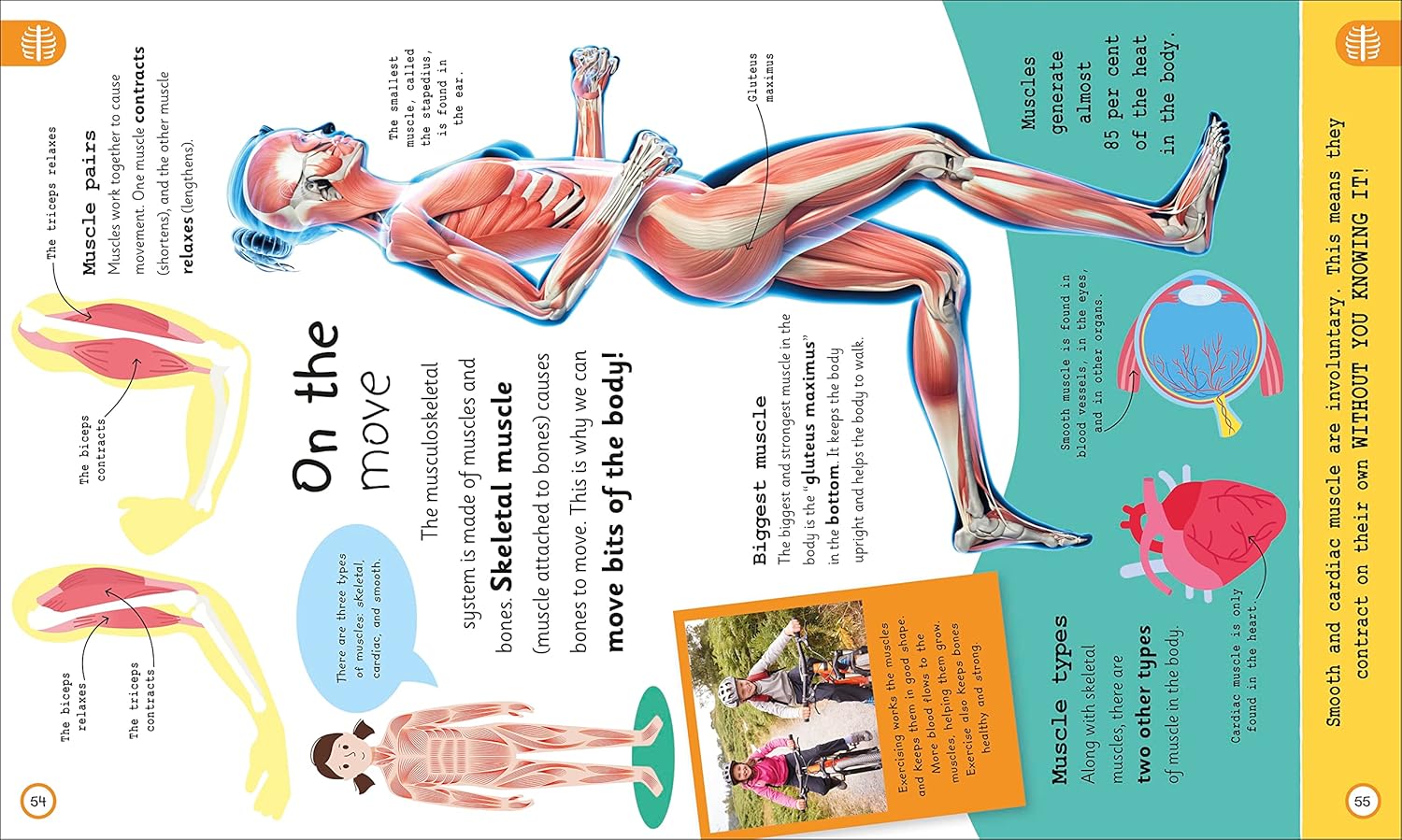 my very important human body - encyclopedias - Ảnh 5