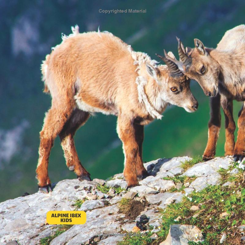 national geographic little kids first big book of baby animals - Ảnh 4