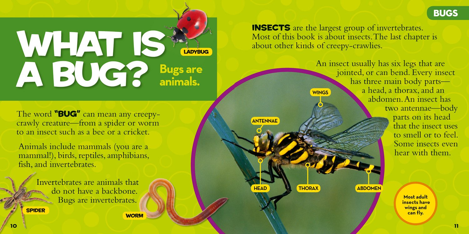 national geographic little kids first big book of bugs - Ảnh 5