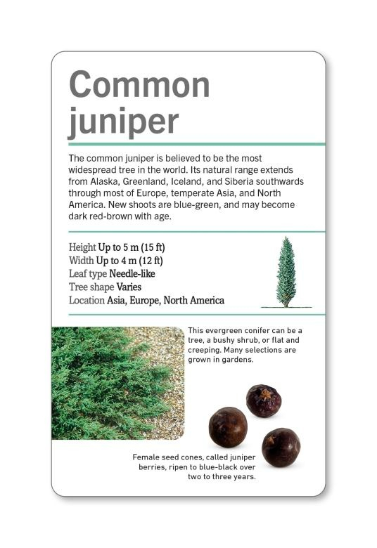our world in pictures - trees of the world flash cards - Ảnh 3
