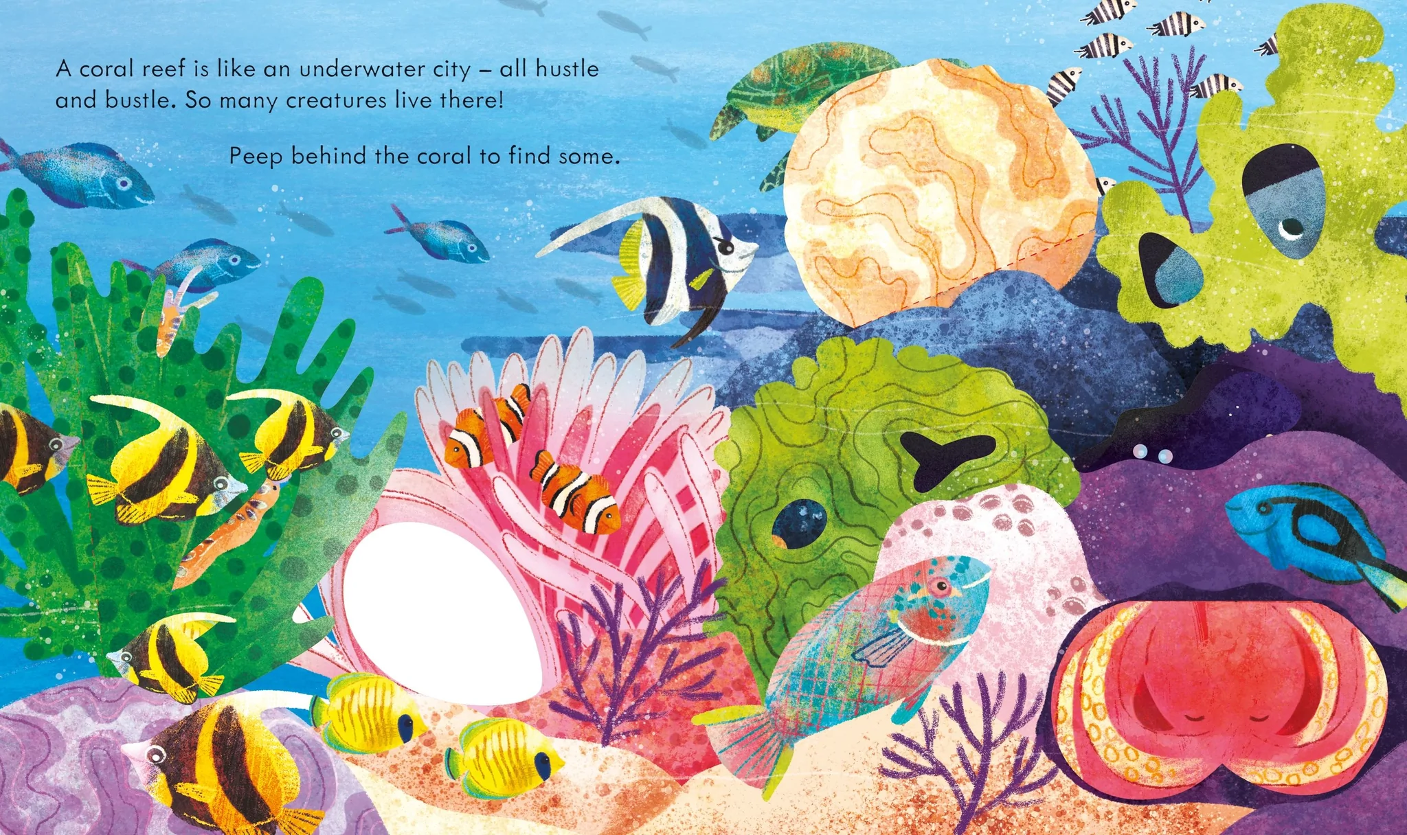 peep inside a coral reef - Ảnh 5