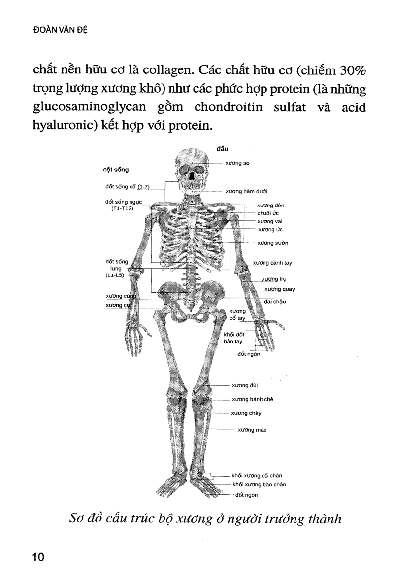 phòng và chữa bệnh loãng xương (tái bản) - Ảnh 9
