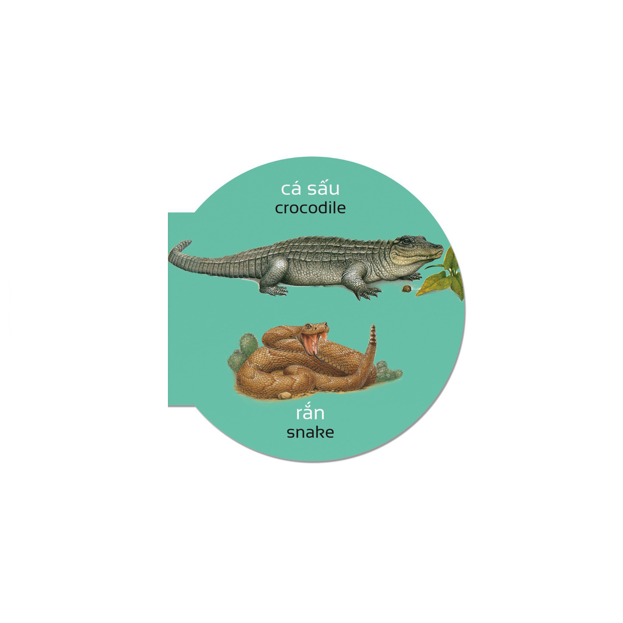 picture dictionary - từ điển bằng hình - insect and reptile - côn trùng và bò sát - bìa cứng - Ảnh 3