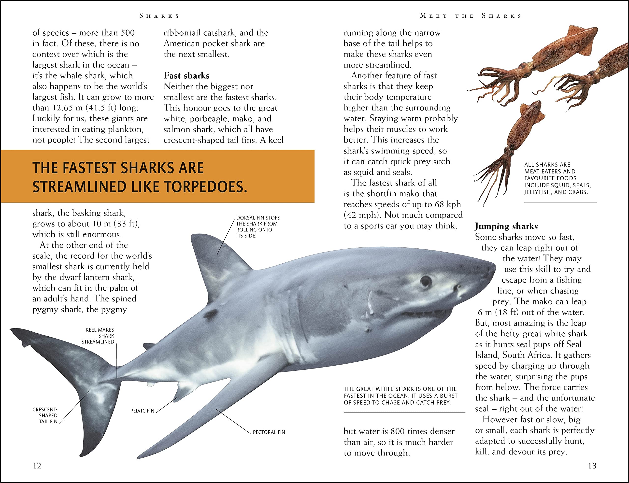 riveting reads for curious kids - sharks - Ảnh 4