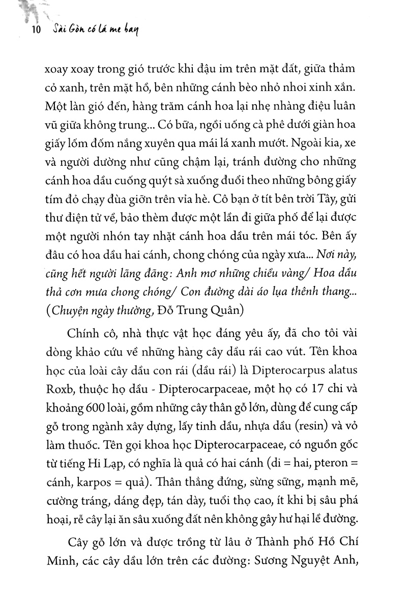 sài gòn có lá me bay - Ảnh 4