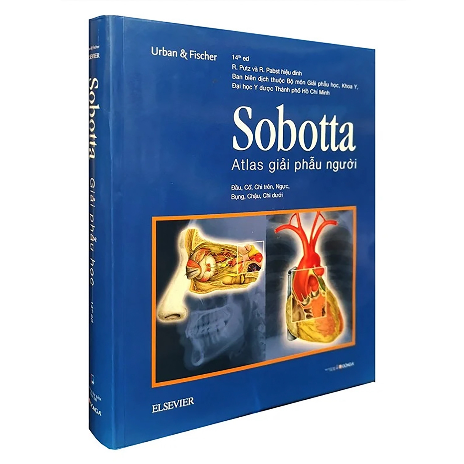 sobotta atlas giải phẫu người - Ảnh 3