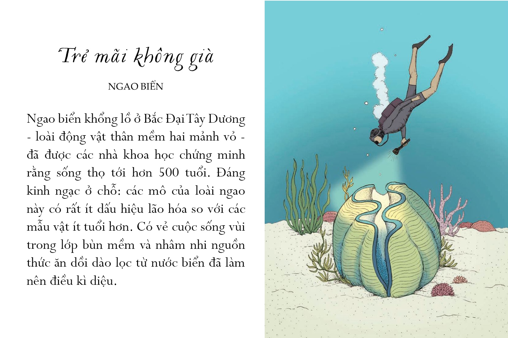 sống một đời tựa biển khơi - những bài học trí tuệ nhẹ nhàng sâu lắng của đại dương - Ảnh 2