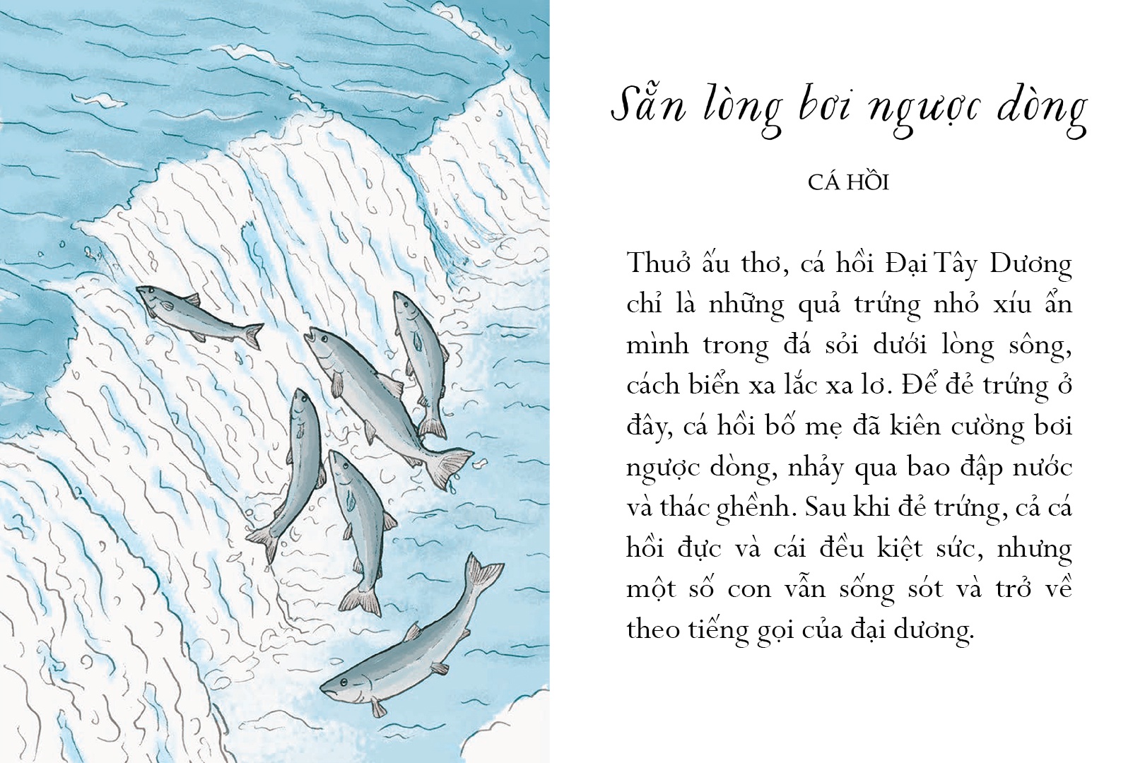 sống một đời tựa biển khơi - những bài học trí tuệ nhẹ nhàng sâu lắng của đại dương - Ảnh 3