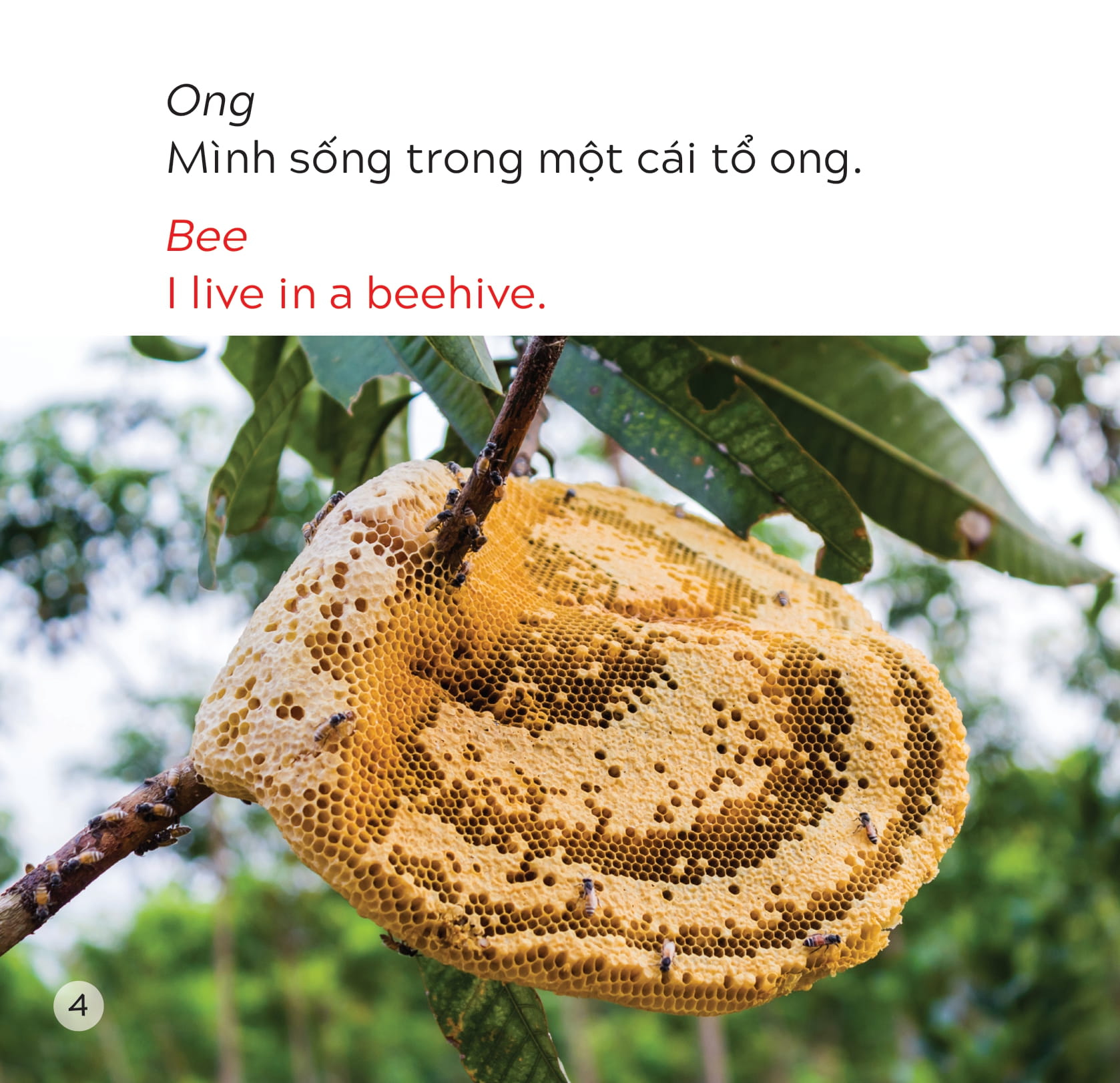 song ngữ việt anh - khám phá thế giới - bạn sống ở đâu thế? - where do you live? - Ảnh 5