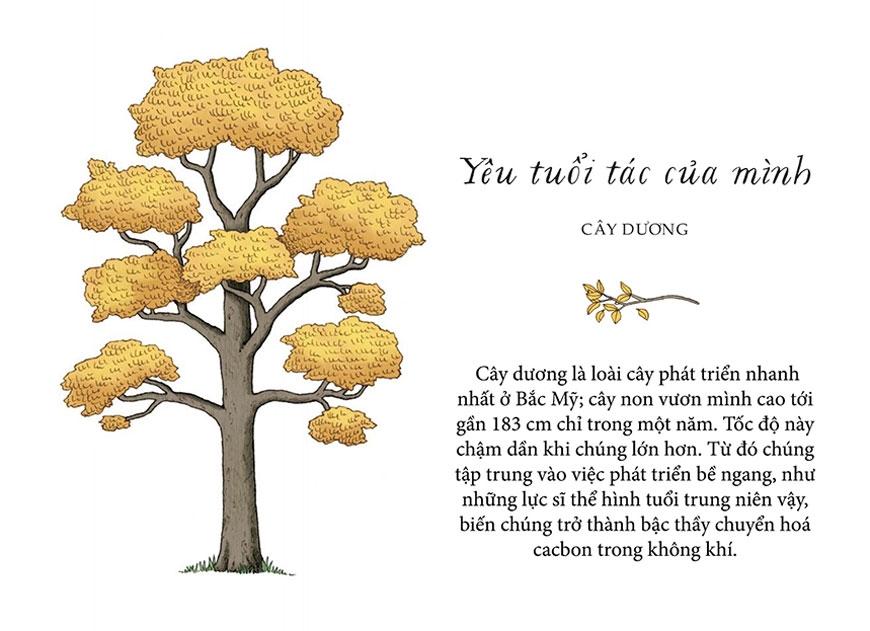 sống như những cái cây - những bài học nhỏ để có nguồn hạnh phúc bất tận (tái bản 2021) - Ảnh 8